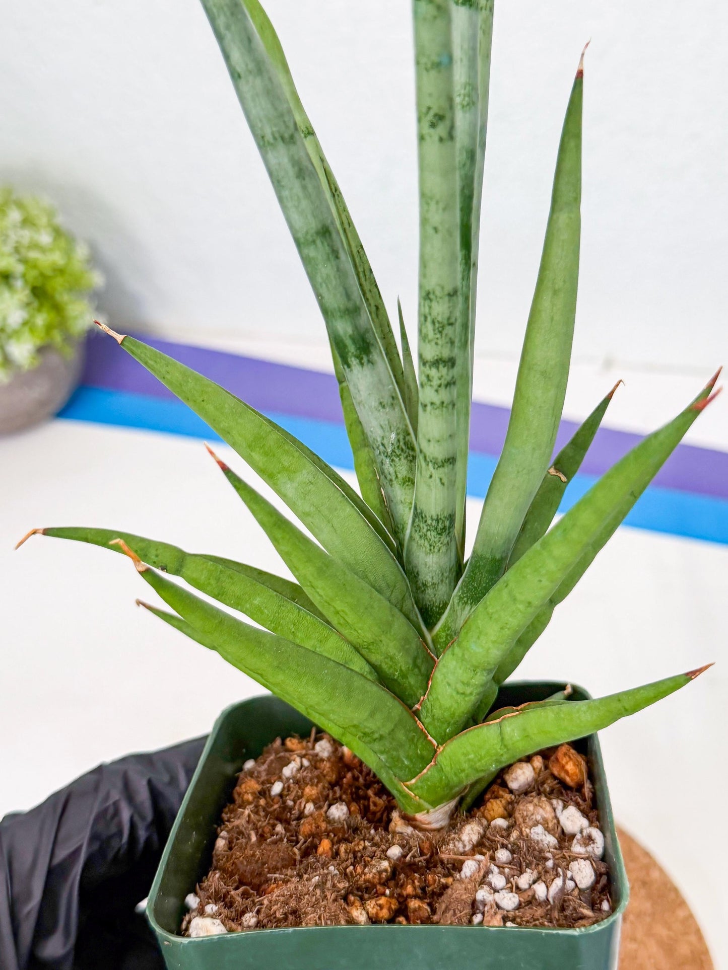 Sansevieria Thunder Stream (xL1) (2) | imported