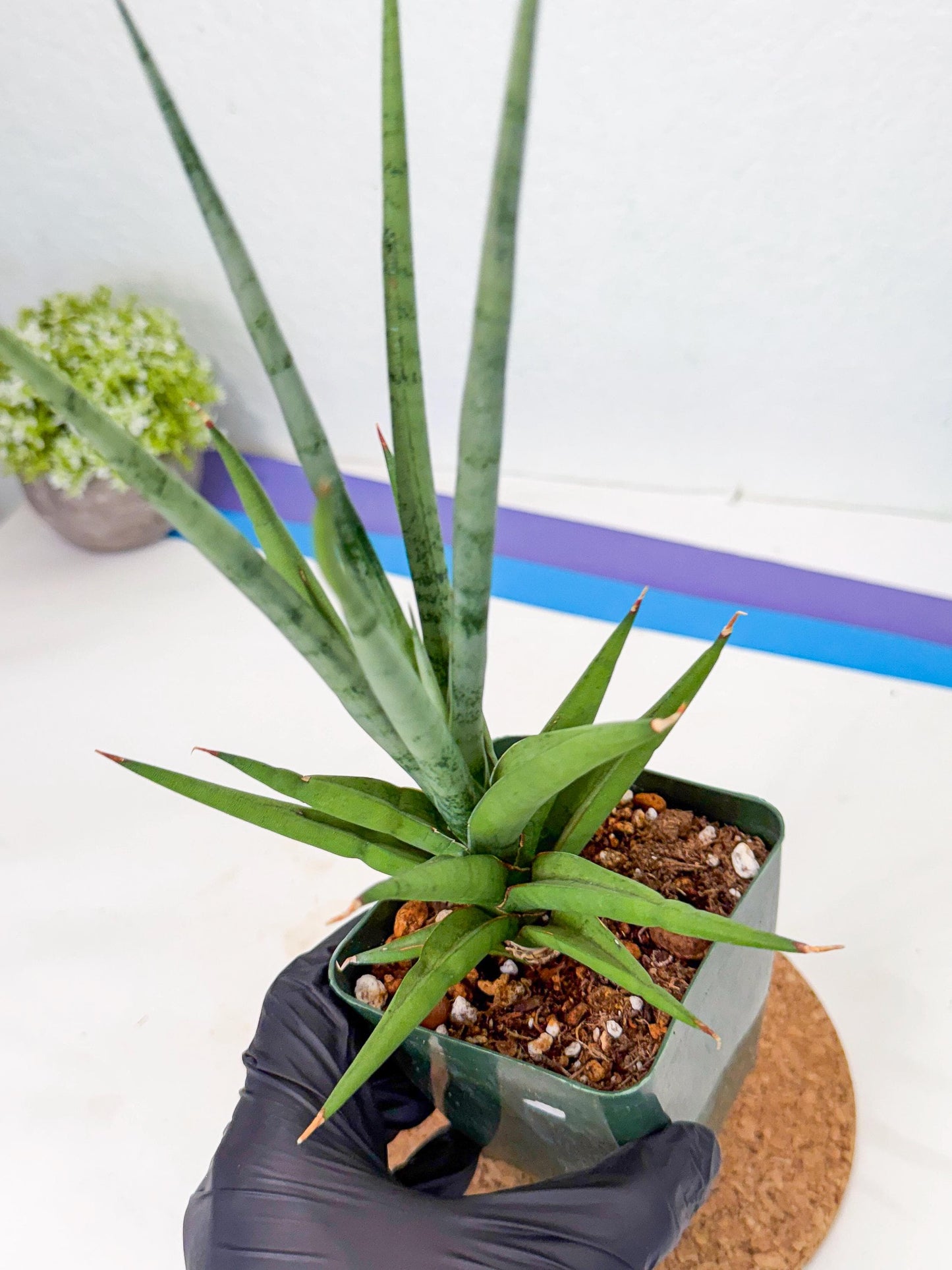 Sansevieria Thunder Stream (xL1) (2) | imported