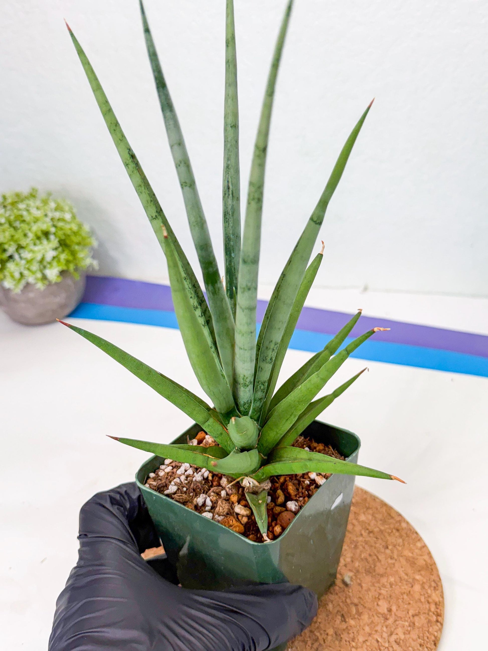 Sansevieria Thunder Stream (xL1) (2) | imported