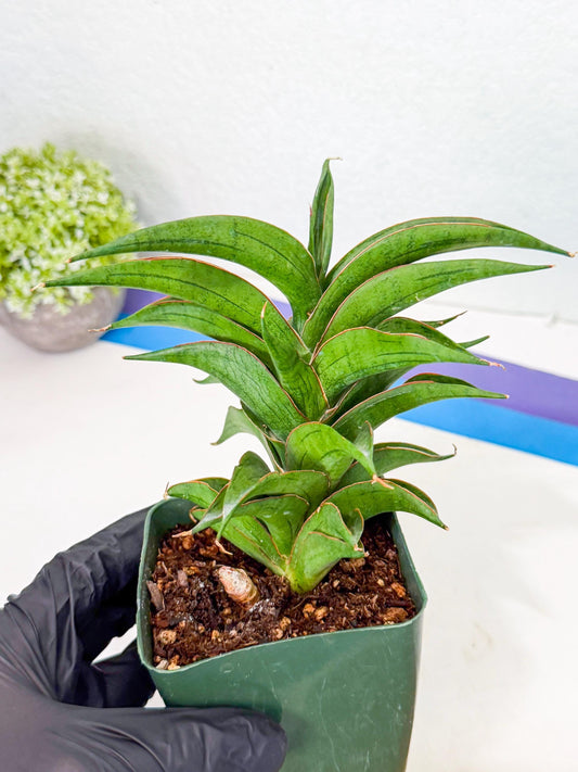 Sansevieria Zeleno Caj (xL1) (3) | Imported Plants