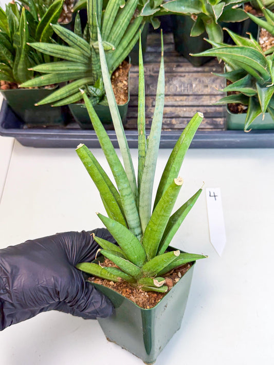 Sansevieria Thunder Stream (xL1) (4) | Sale