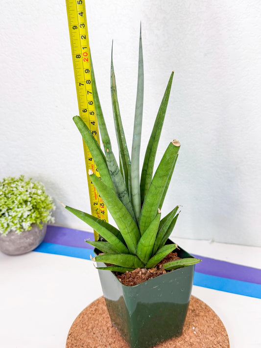 Sansevieria Thunder Stream (xL1) (4) | Sale