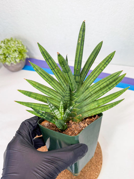 Sansevieria Zebra Tail (xl1) (5) | Imported Snake Plant