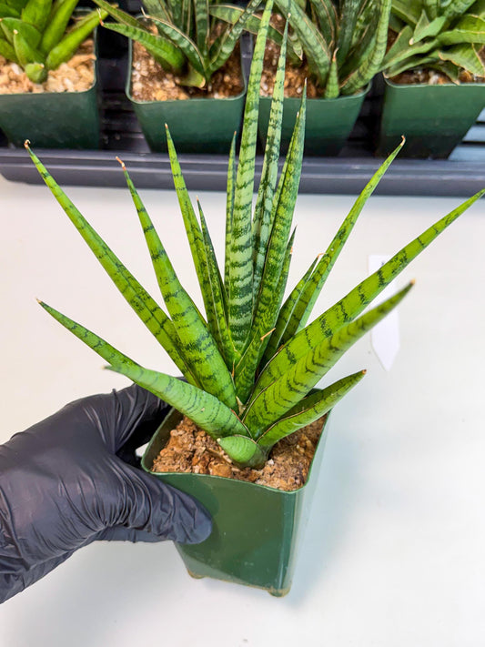 Sansevieria Guletta (xl2) (1) | Rare Imported Hybrids