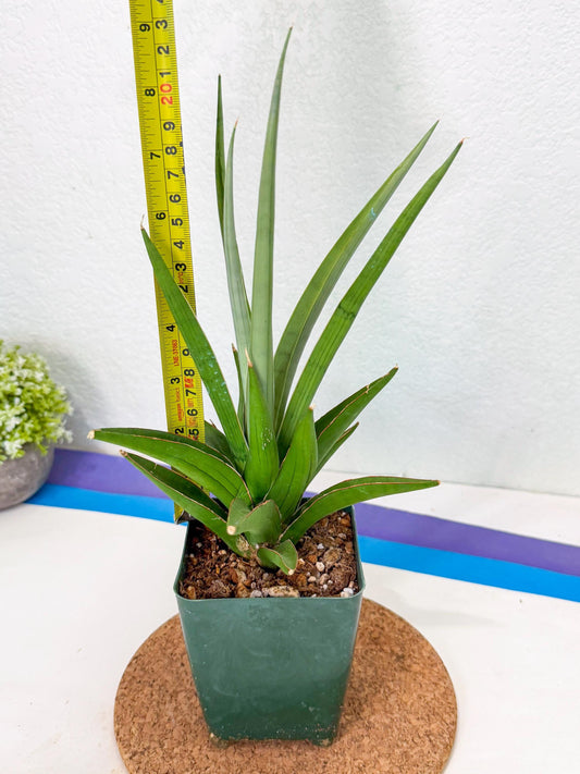 Sansevieria Bai bid (xl2) (3) | Imported Sansevieria