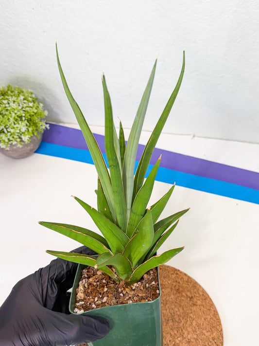 Sansevieria Bai bid (xl2) (3) | Imported Sansevieria