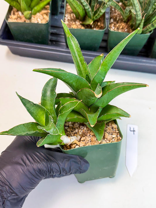 Sansevieria Maya (xl2) (4) | sale