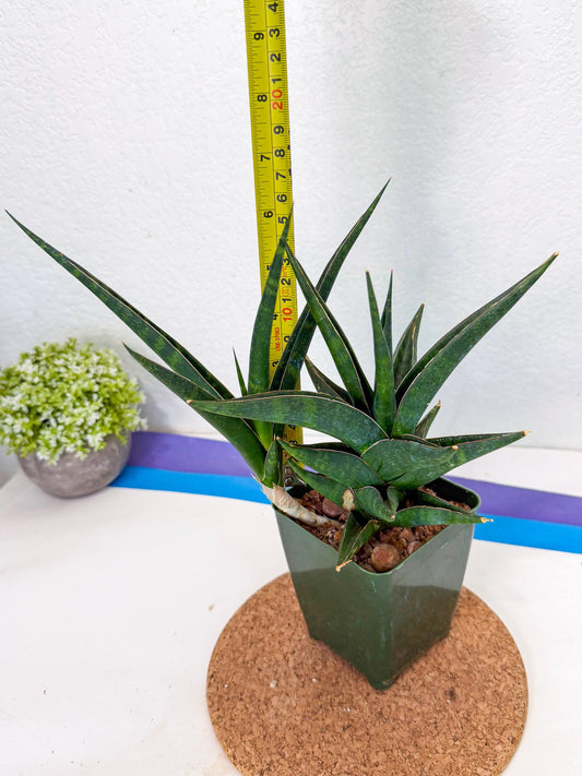 Sansevieria Prabu (xl2) (6) | Rare Snake Plant