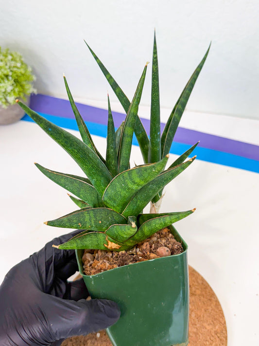 Sansevieria Prabu (xl2) (6) | Rare Snake Plant
