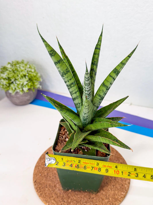 Sansevieria Snow Flake (xl2) (7) | Imported Hybrids