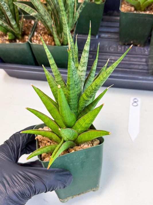 Sansevieria Rock Man (xl2) (8) | Rare Hybrids
