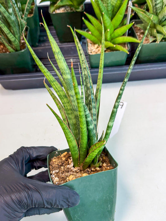 Sansevieria Crown up (xl2) (9) | Imported Sansevieria