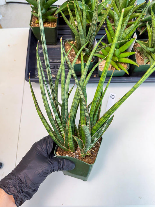 Sansevieria Crown up (xl2) (10) | Imported Sansevieria