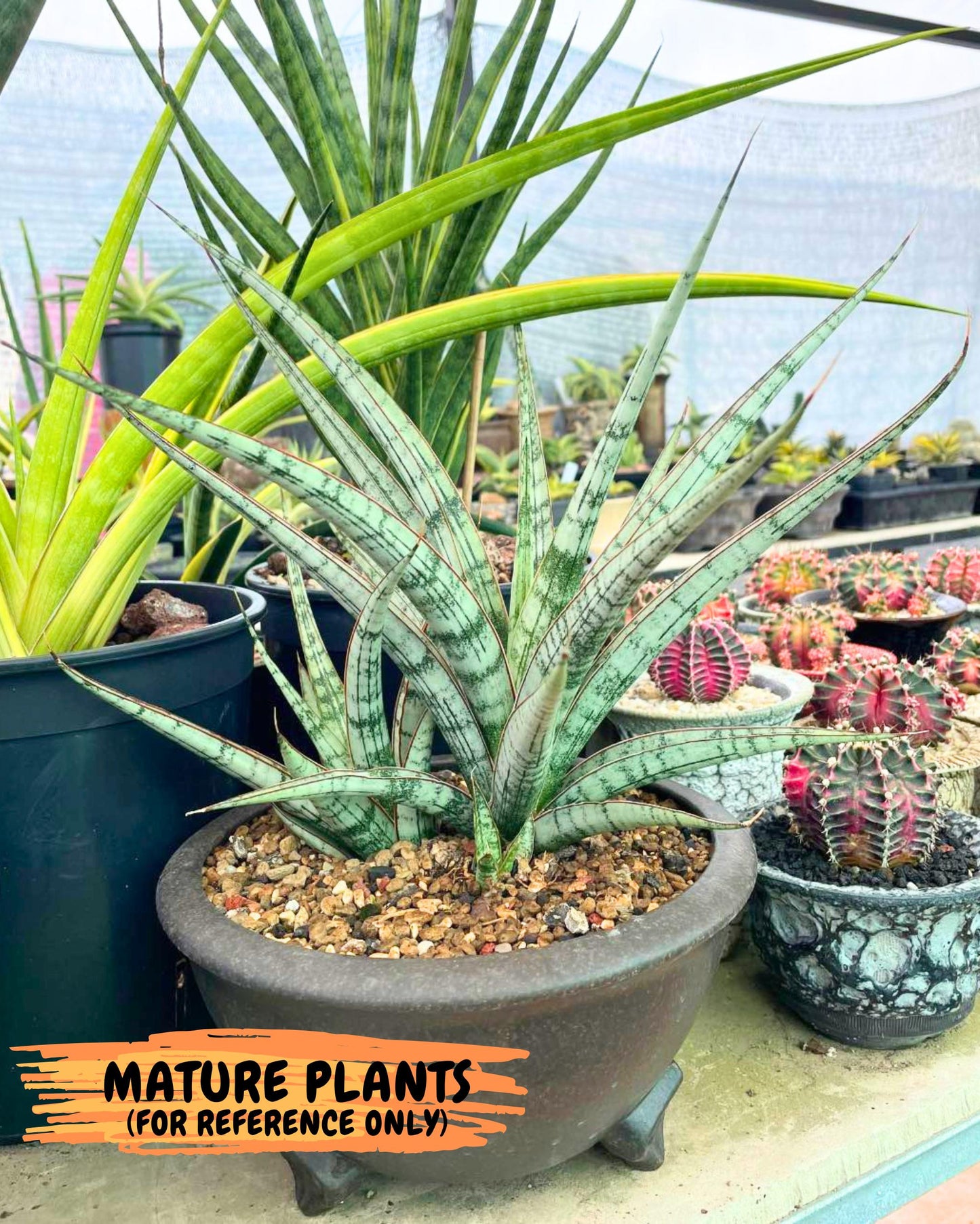 Sansevieria Crown up (xl2) (2) | Imported Sansevieria