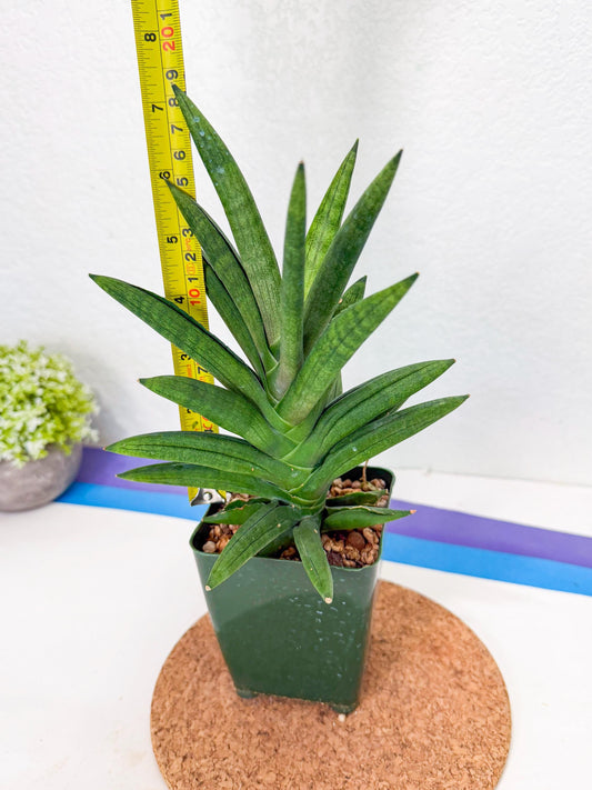 Sansevieria Virdi lisciu (xl3) (2) | Rare Hybrids