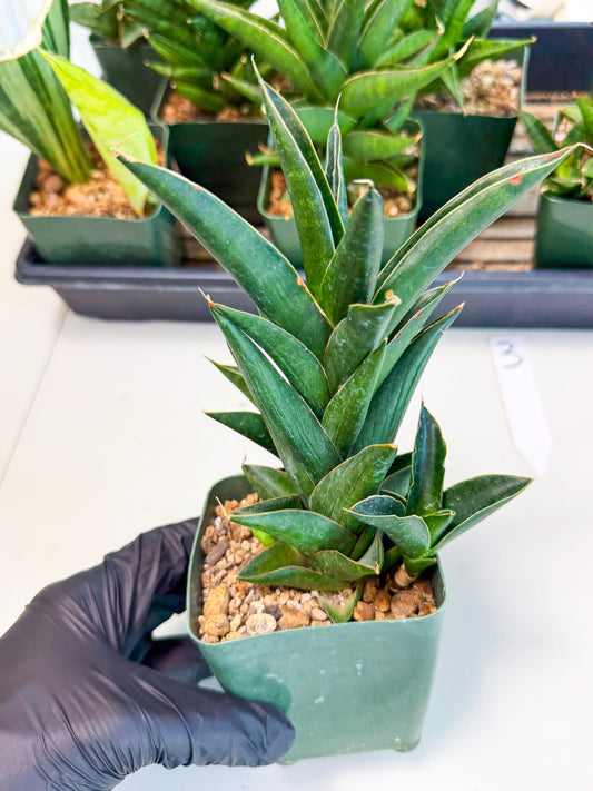 Sansevieria Nilakan (xl3) (3) | Rare Hybrids
