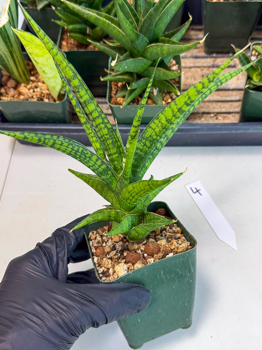 Sansevieria Icicle (xl3) (4) | sale
