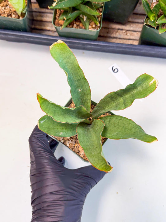 Sansevieria Rosalie (xL3) (6) | Rare Imported House Plants