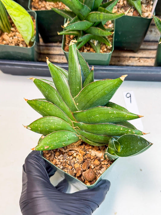 Sansevieria Bilbao (xl3) (9) | DMG -For Propagation