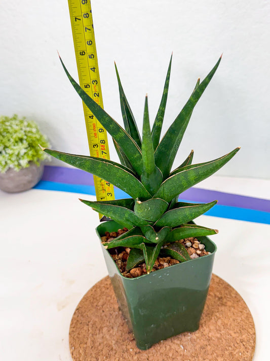 Sansevieria Prabu (xl3) (17) | Rare Snake Plant