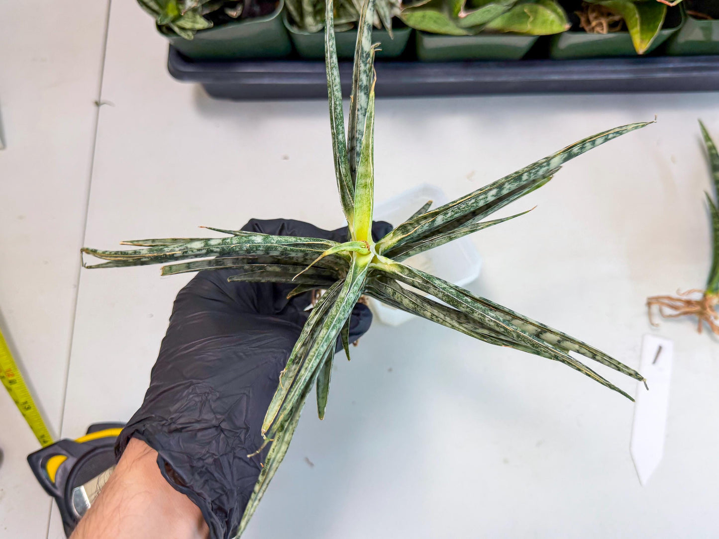 Sansevieria Skinary (1) | Rare Hybrids