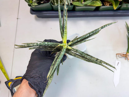 Sansevieria Skinary (1) | Rare Hybrids