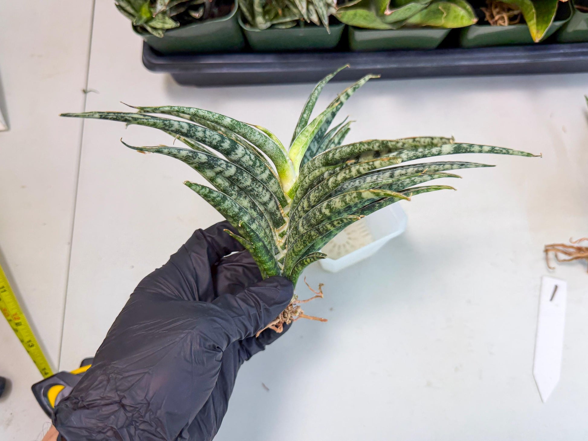 Sansevieria Skinary (1) | Rare Hybrids
