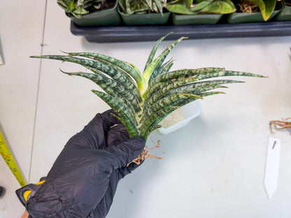 Sansevieria Skinary (1) | Rare Hybrids