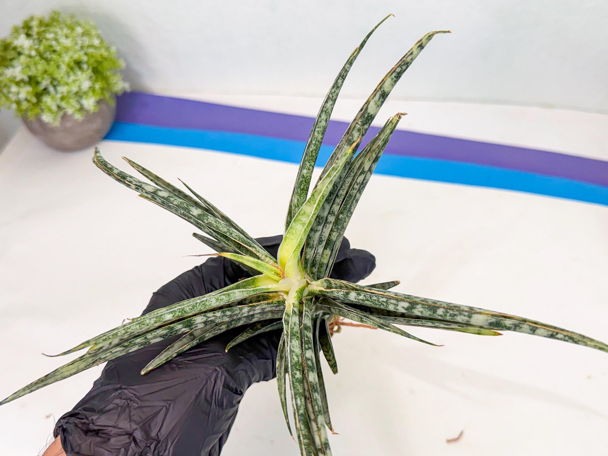 Sansevieria Skinary (1) | Rare Hybrids