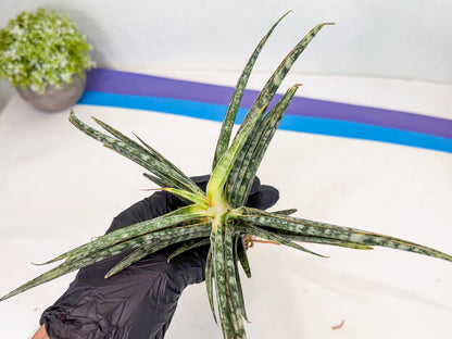 Sansevieria Skinary (1) | Rare Hybrids