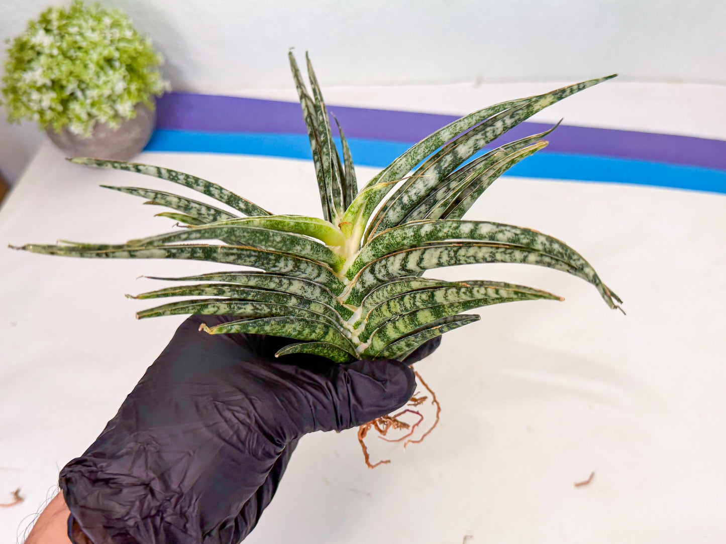 Sansevieria Skinary (1) | Rare Hybrids