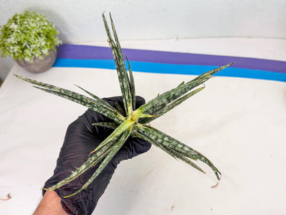 Sansevieria Skinary (1) | Rare Hybrids