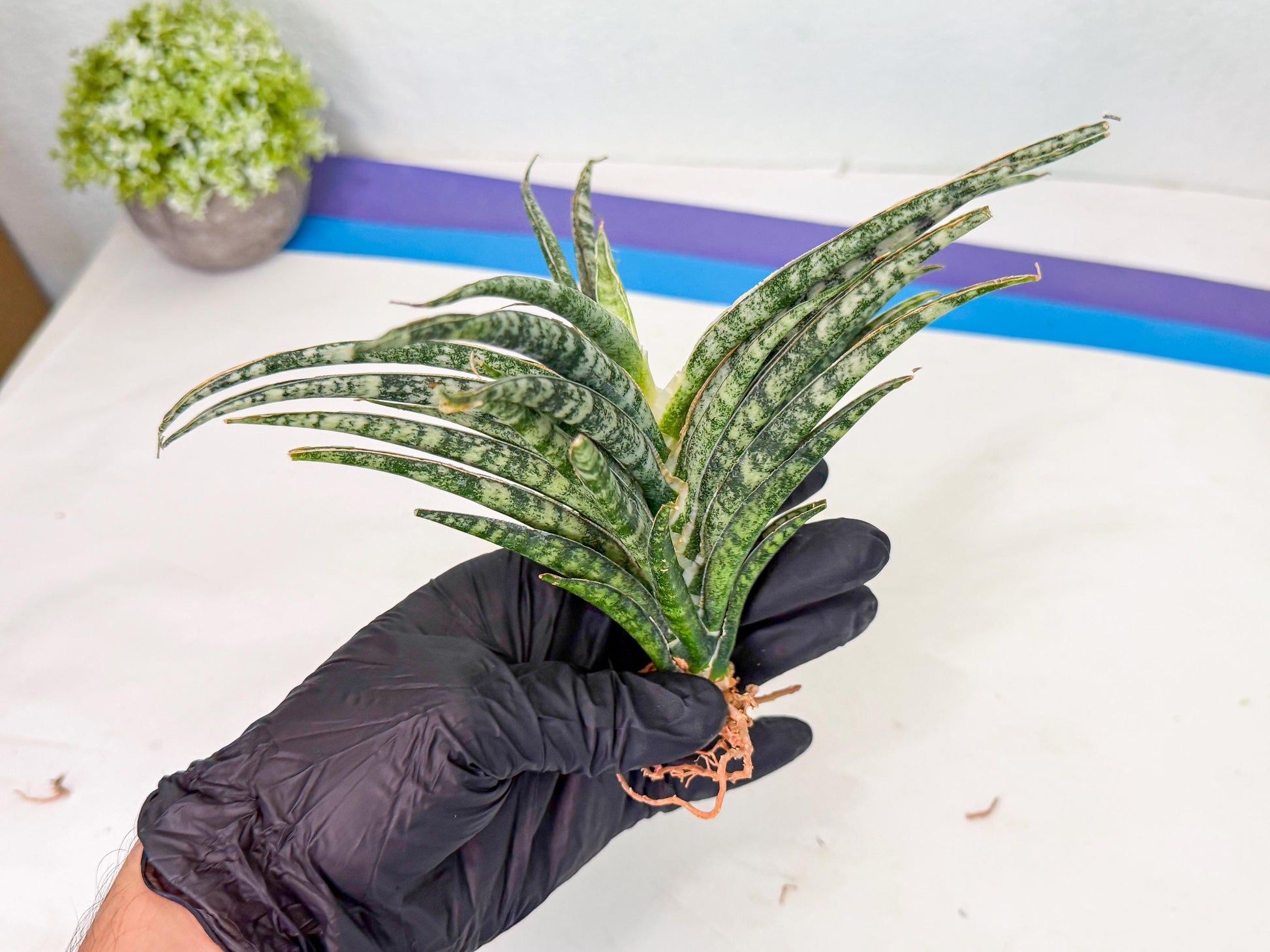 Sansevieria Skinary (1) | Rare Hybrids