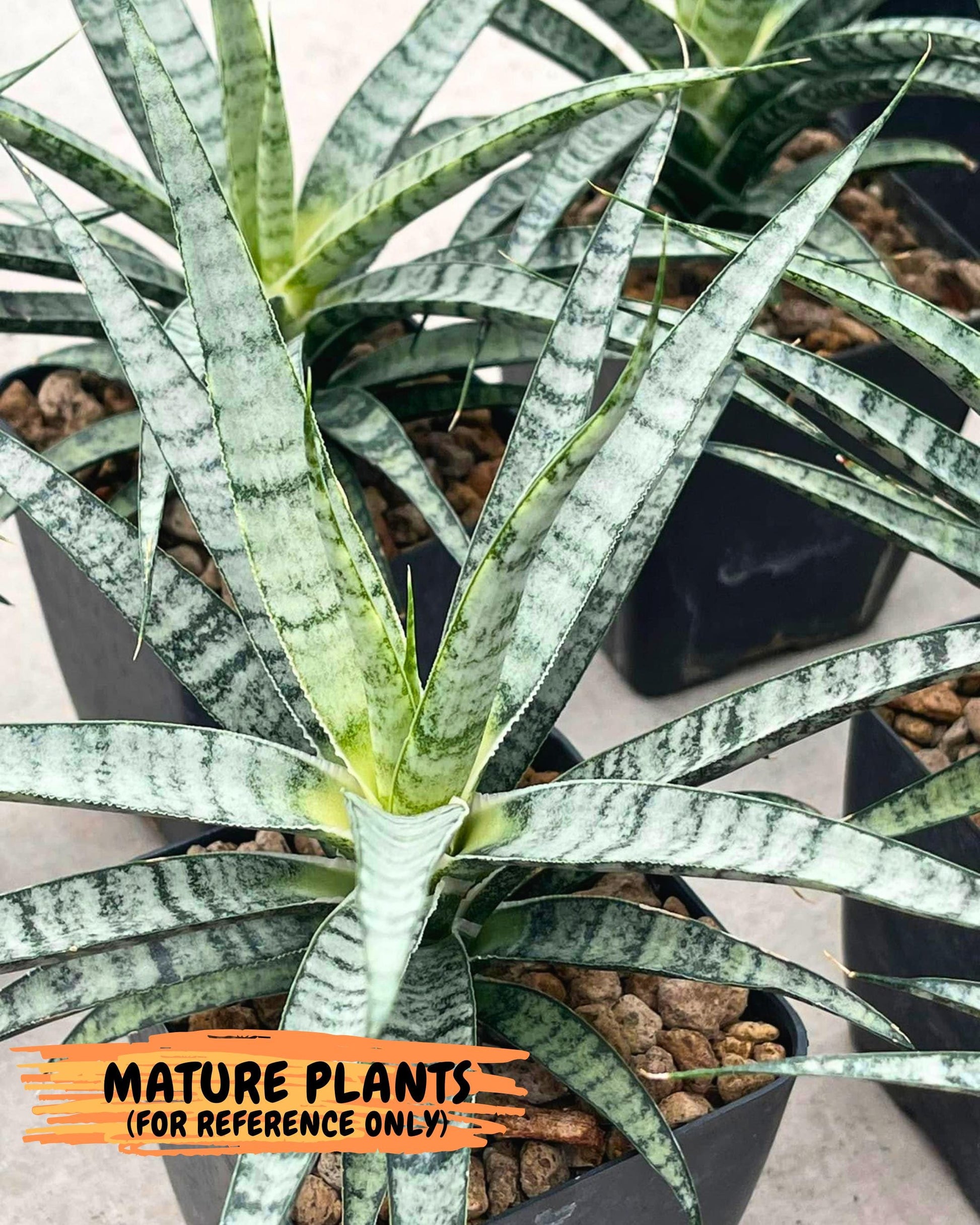 Sansevieria Skinary (2) | Rare Hybrids