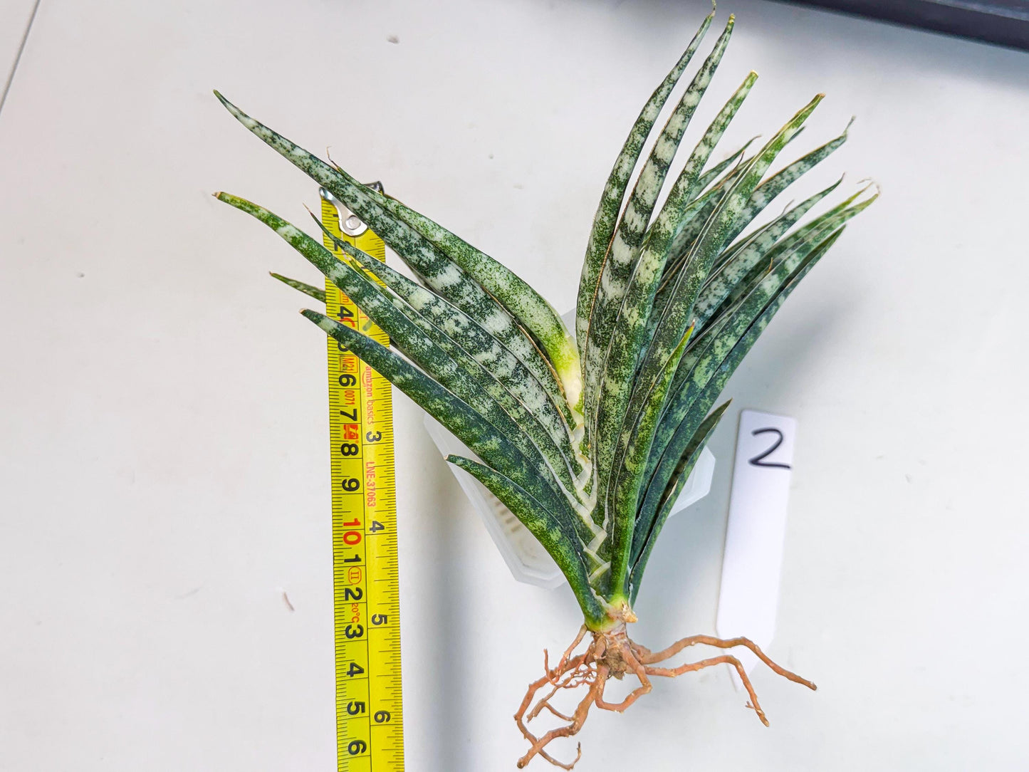 Sansevieria Skinary (2) | Rare Hybrids