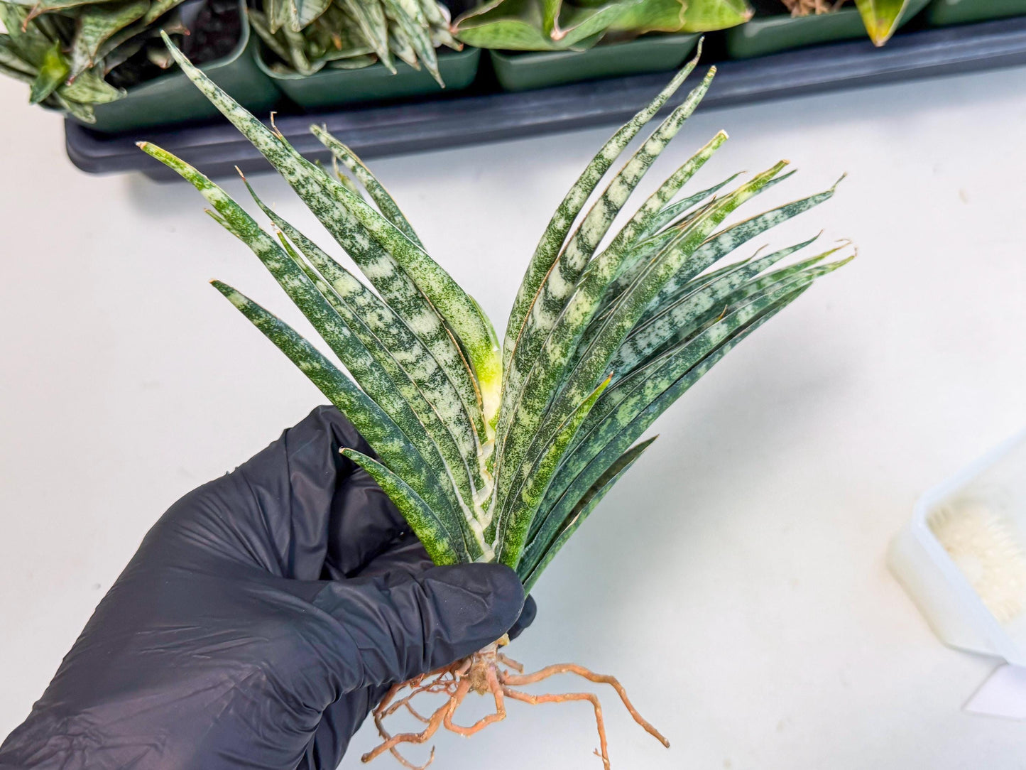 Sansevieria Skinary (2) | Rare Hybrids