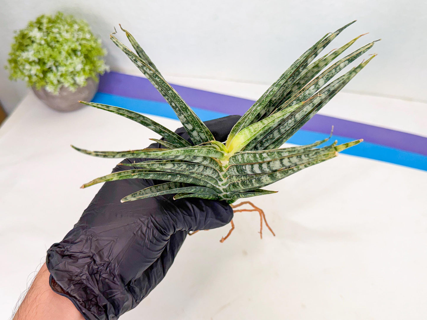 Sansevieria Skinary (2) | Rare Hybrids