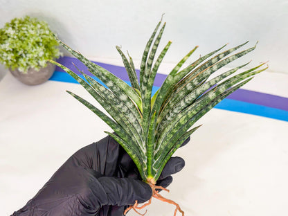 Sansevieria Skinary (2) | Rare Hybrids