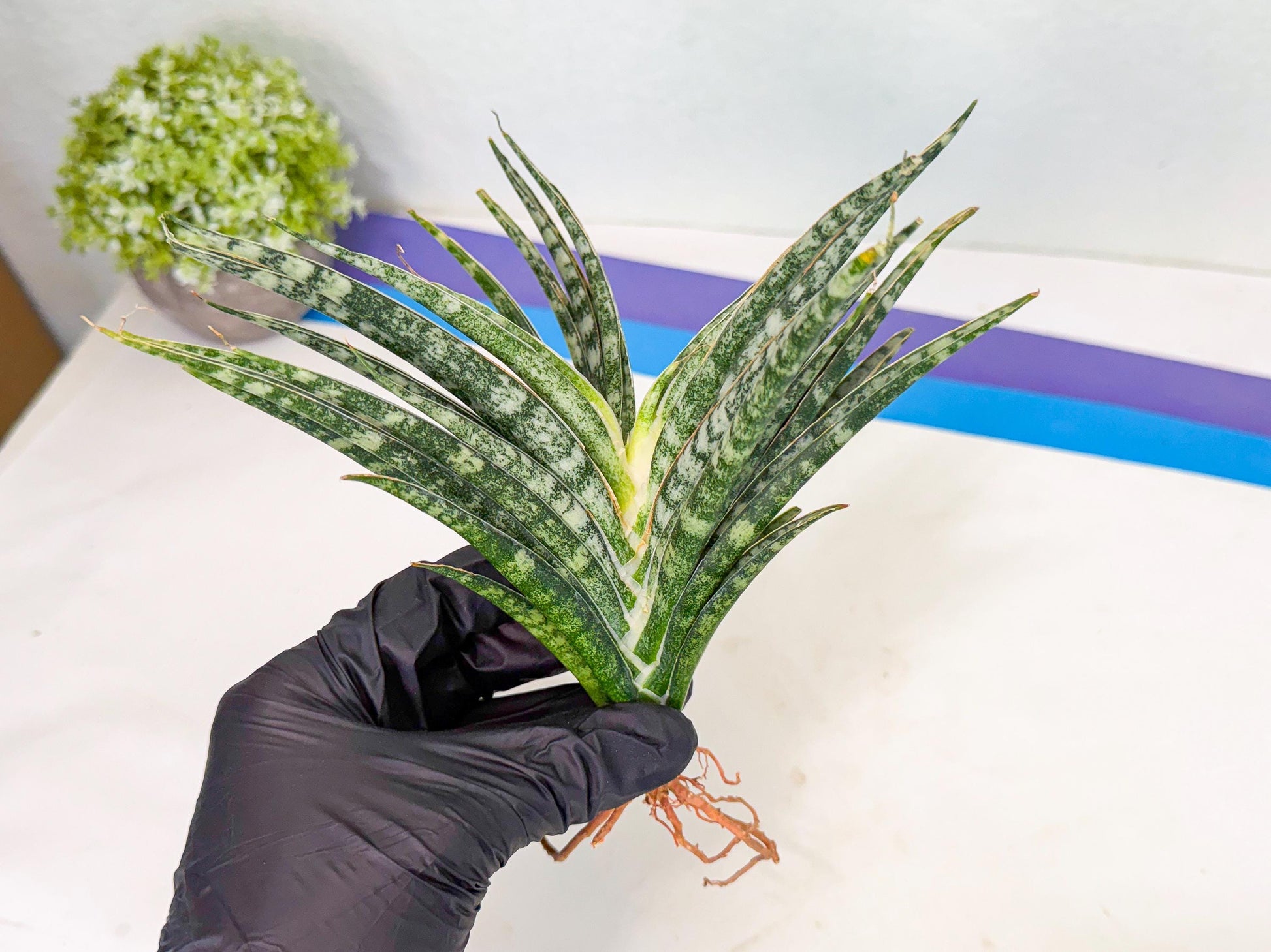 Sansevieria Skinary (2) | Rare Hybrids