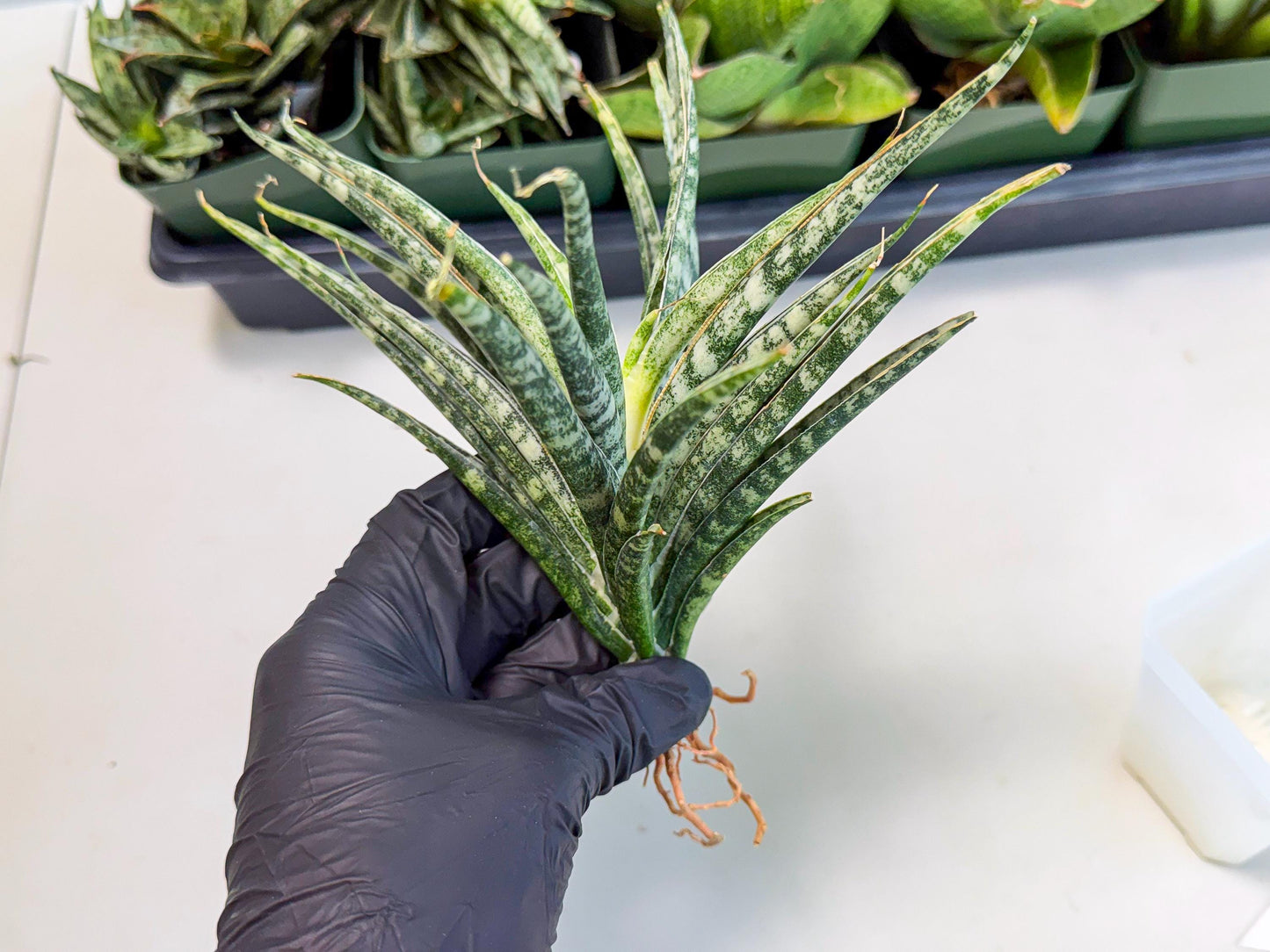 Sansevieria Skinary (2) | Rare Hybrids