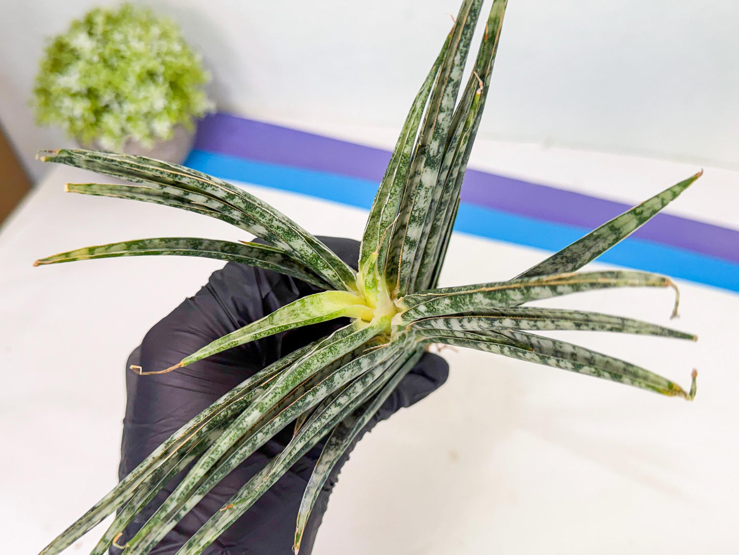 Sansevieria Skinary (2) | Rare Hybrids