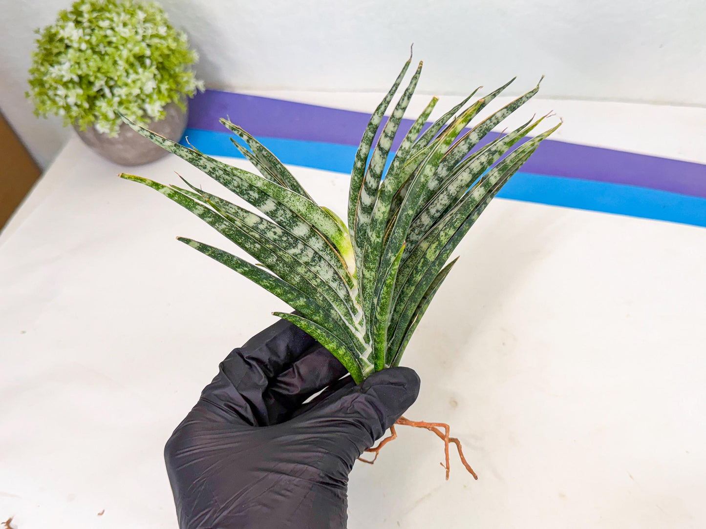 Sansevieria Skinary (2) | Rare Hybrids