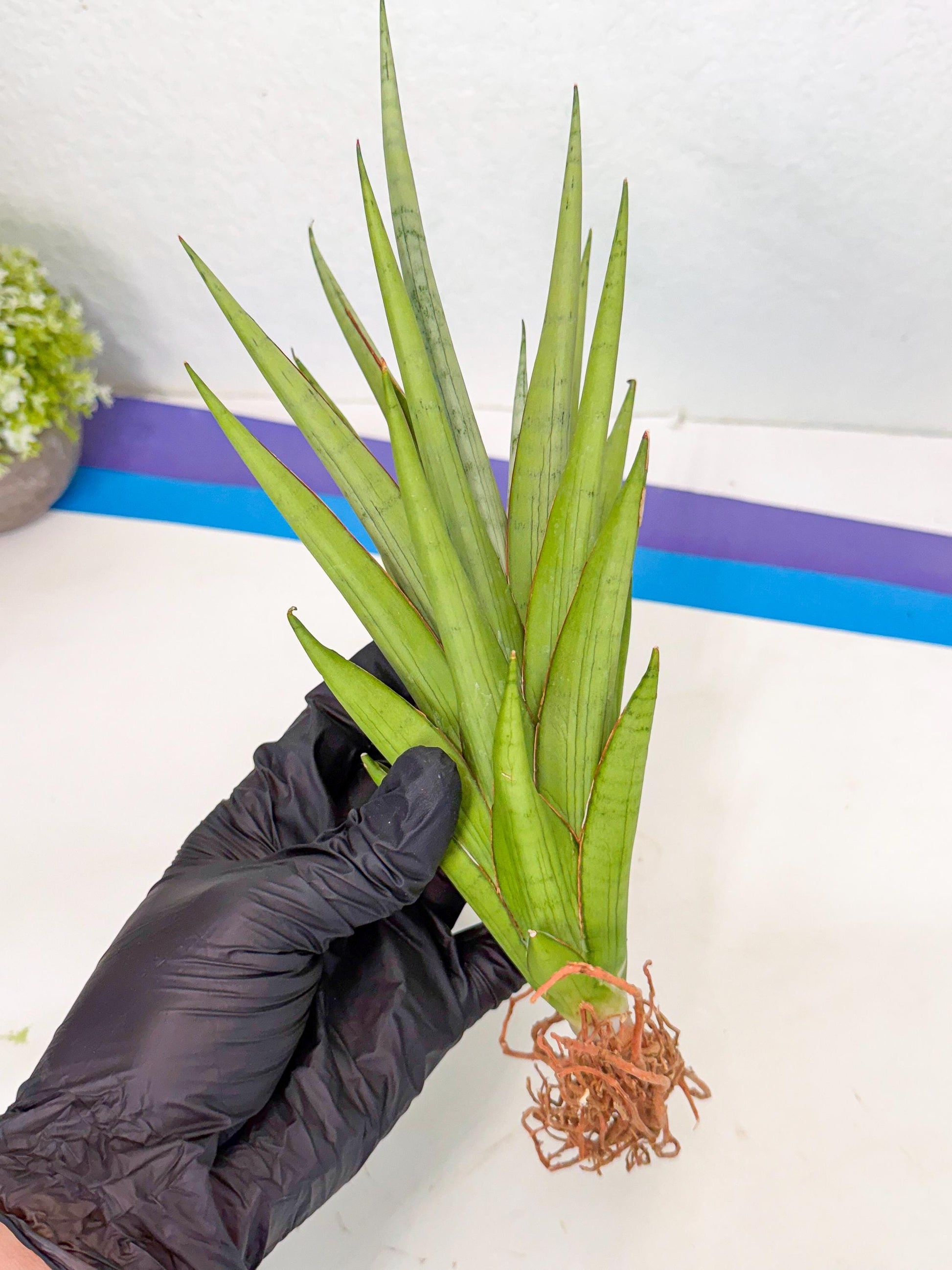 Sansevieria Silent Song (5) | Rare Imported Hybrids