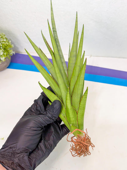 Sansevieria Silent Song (5) | Rare Imported Hybrids