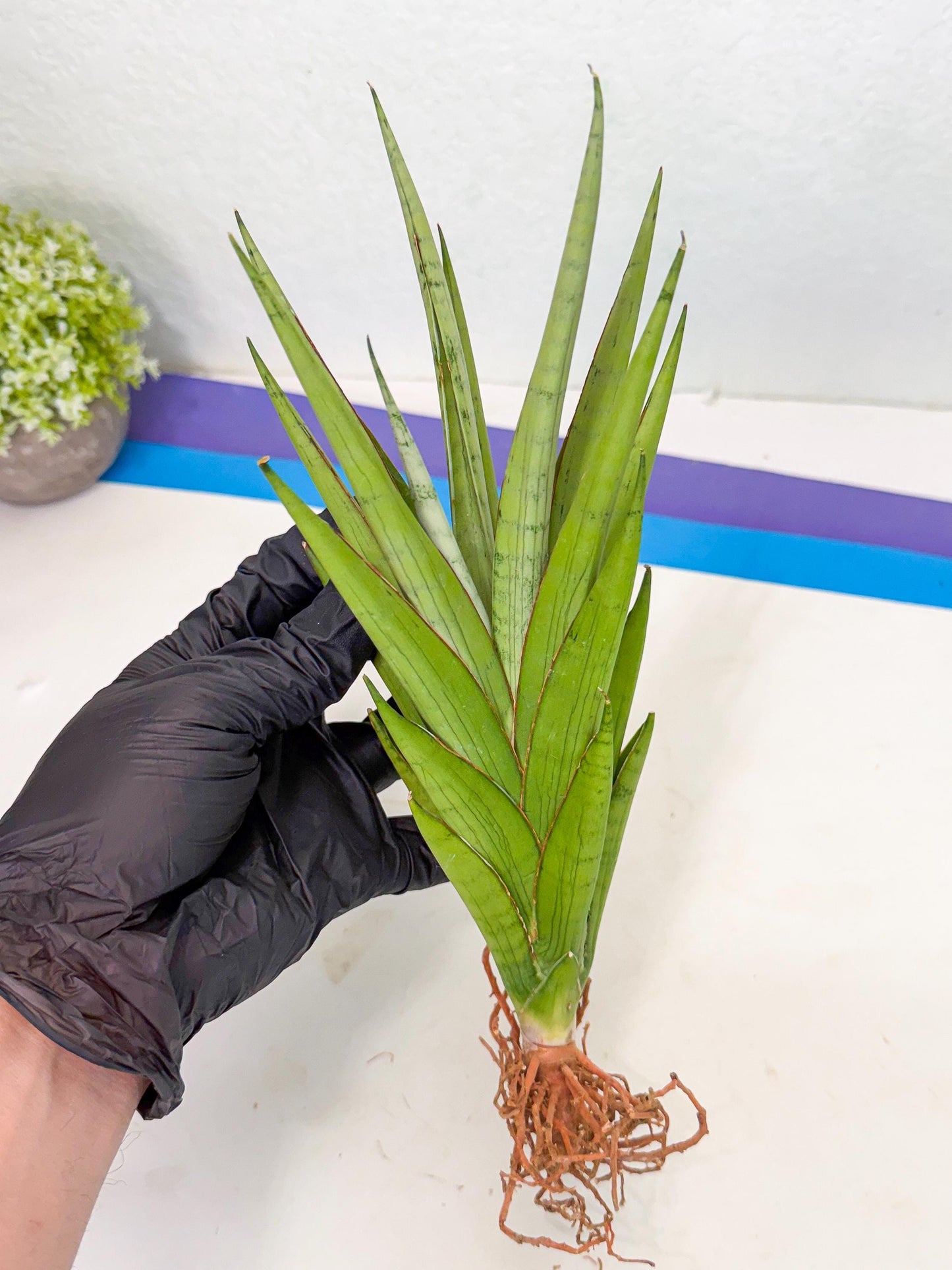 Sansevieria Silent Song (5) | Rare Imported Hybrids
