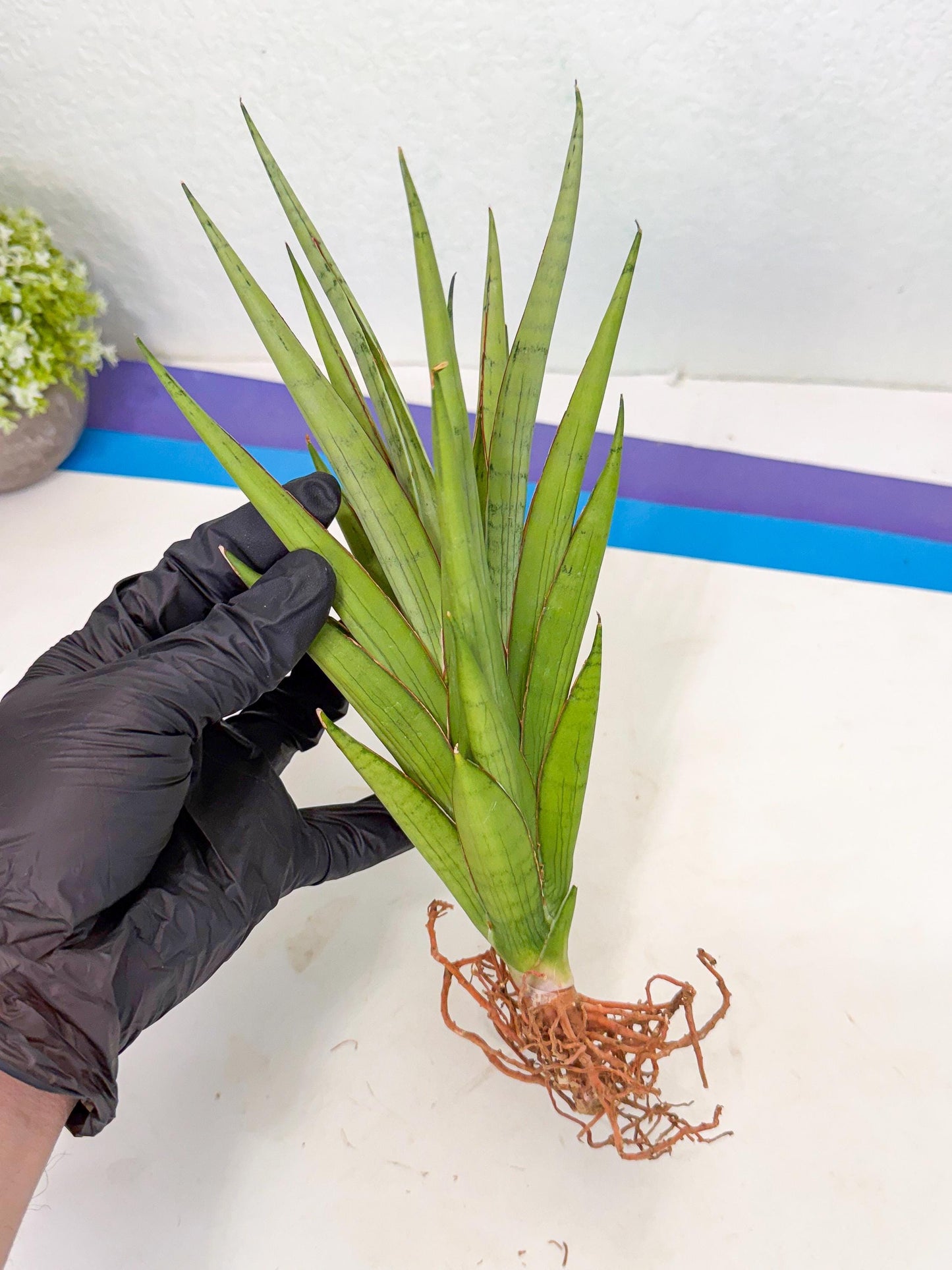 Sansevieria Silent Song (5) | Rare Imported Hybrids