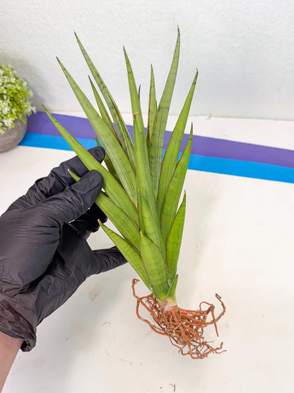Sansevieria Silent Song (5) | Rare Imported Hybrids
