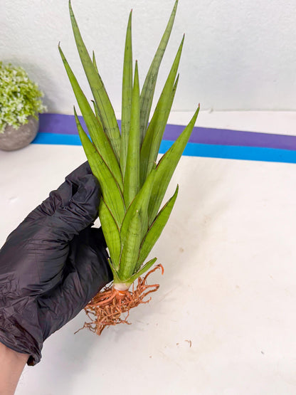 Sansevieria Silent Song (5) | Rare Imported Hybrids