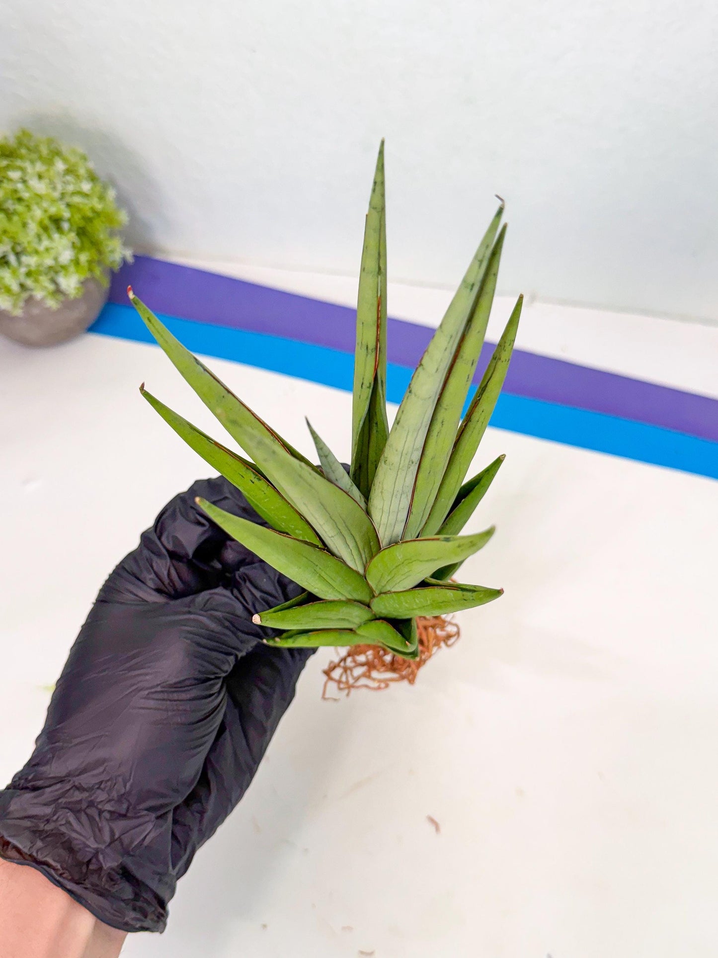 Sansevieria Silent Song (6) | Rare Imported Hybrids