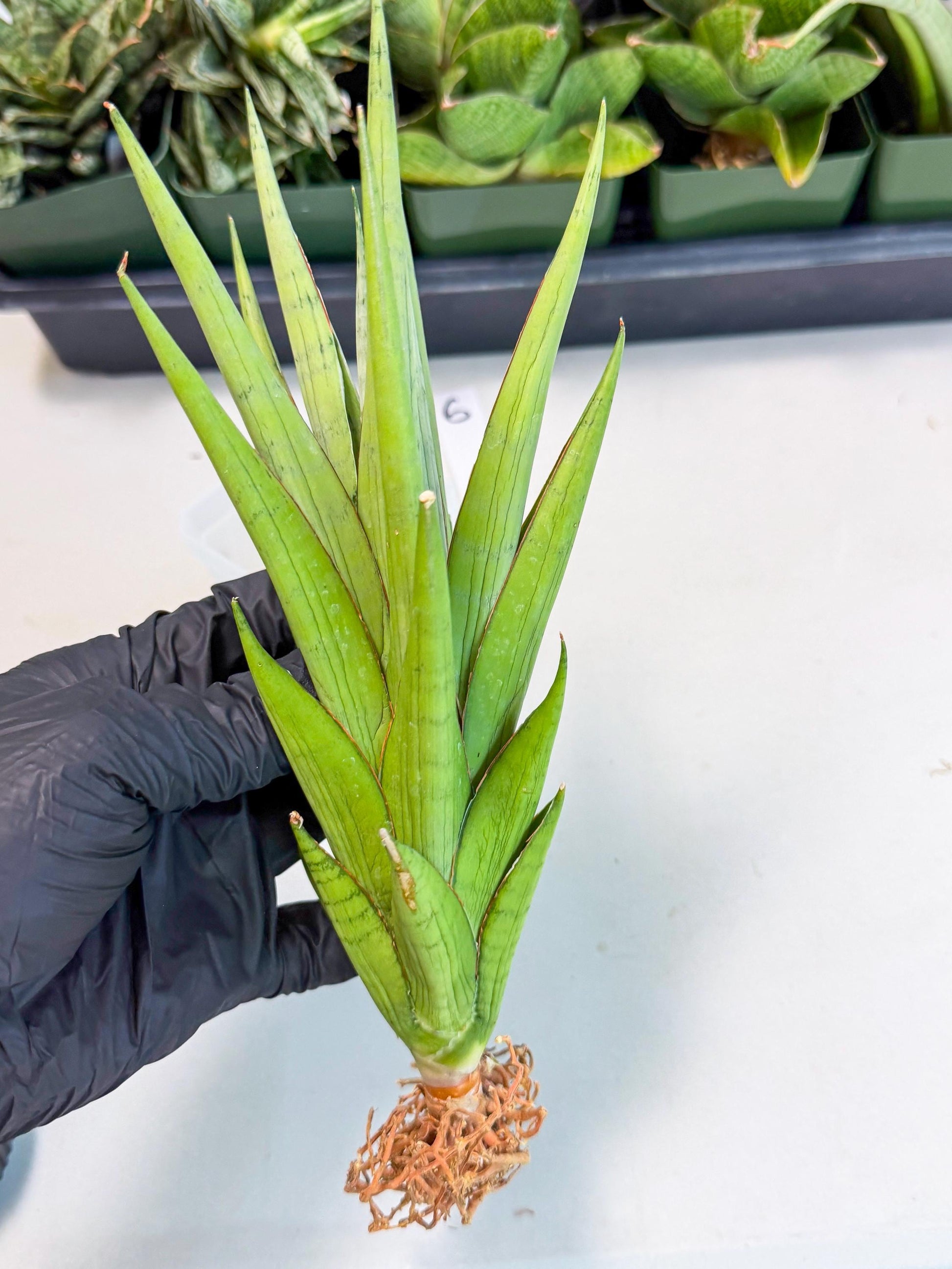 Sansevieria Silent Song (6) | Rare Imported Hybrids